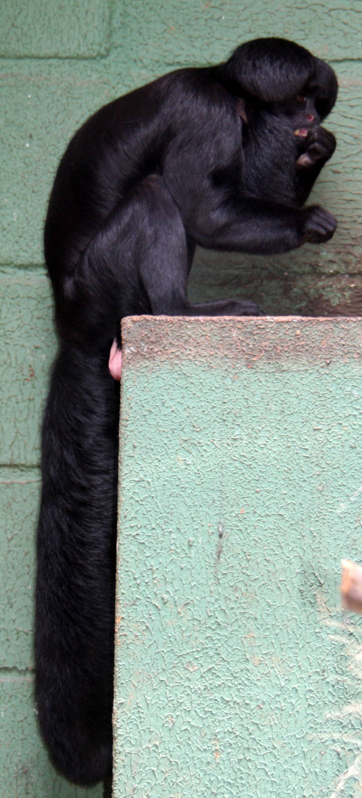Chiropotes satanas- Black bearded saki