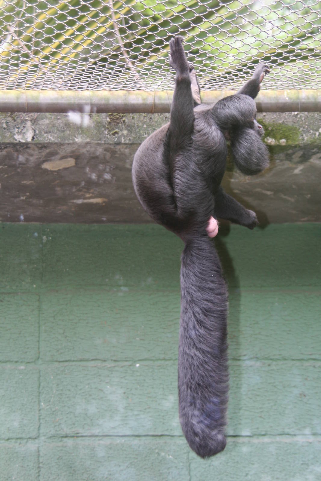 Chiropotes satanas- Black bearded saki