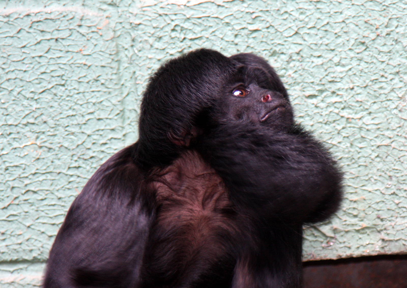 Chiropotes satanas- Black bearded saki