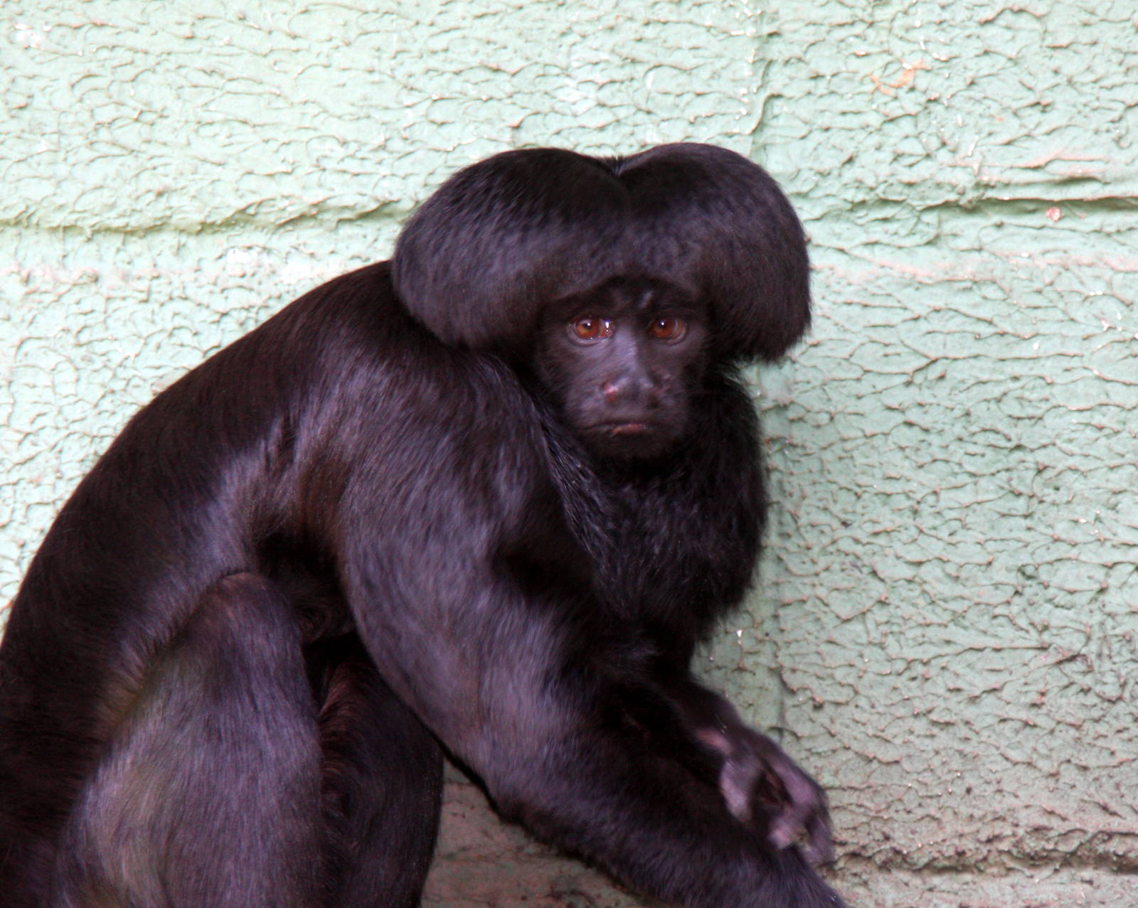 Chiropotes satanas- Black bearded saki