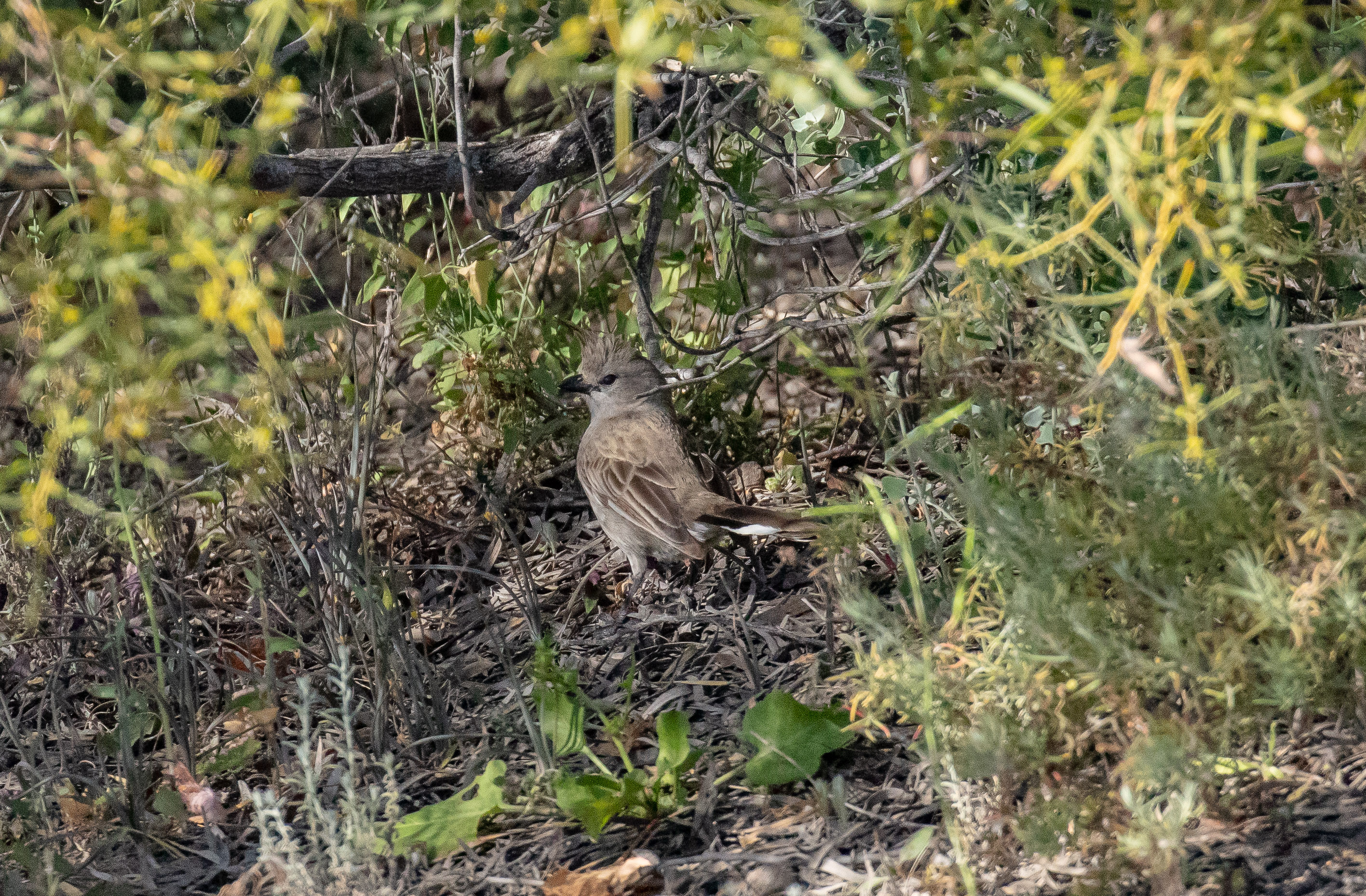 Chirruping Wedgebill
