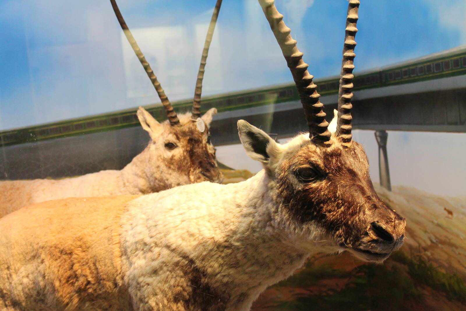 Chiru (Pantholops hodgsonii)