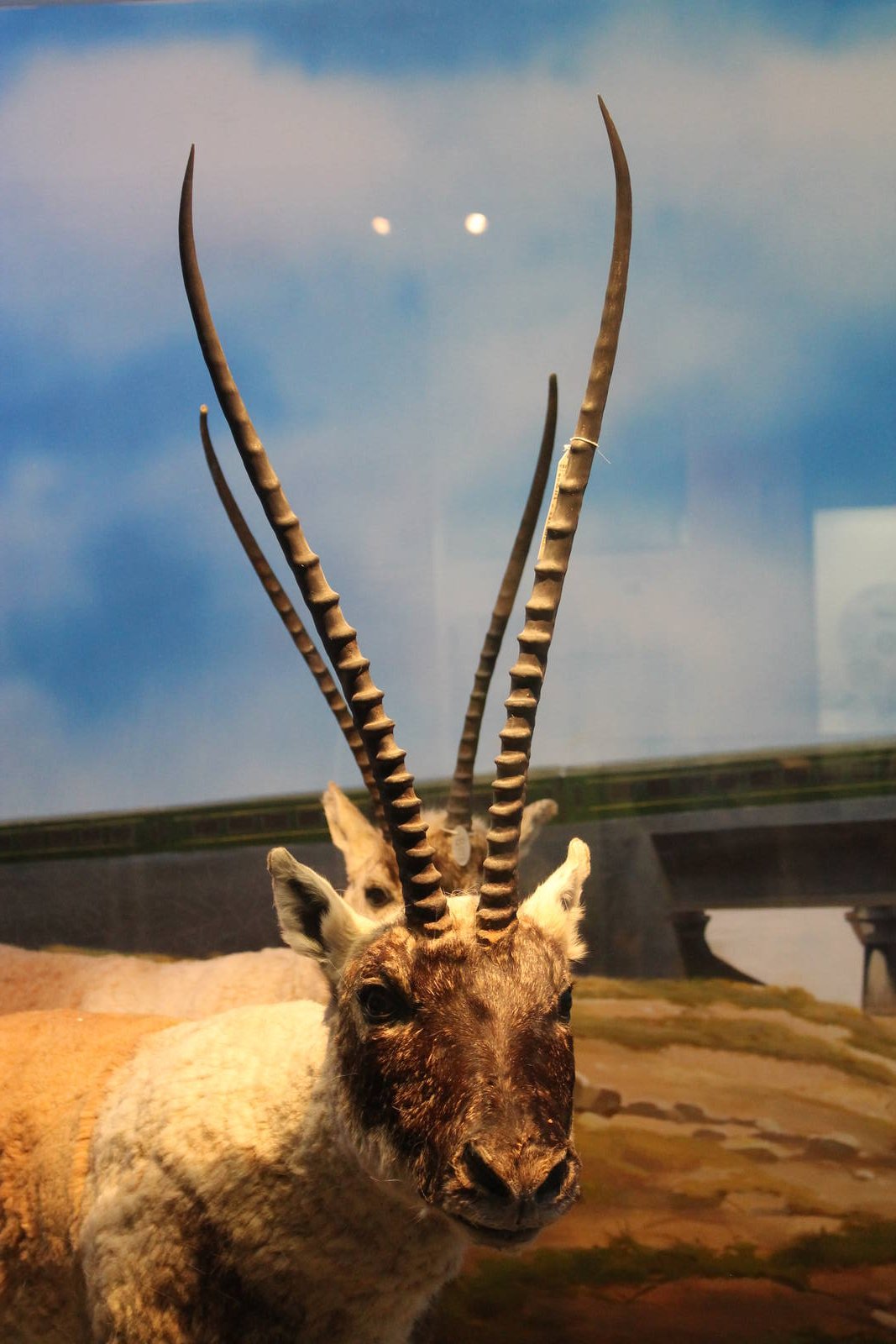 Chiru (Pantholops hodgsonii)