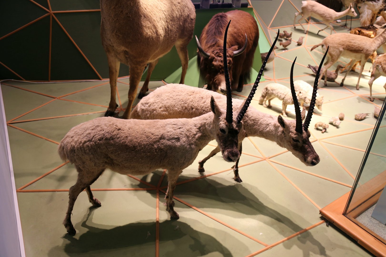 Chiru (Pantholops hodgsonii)