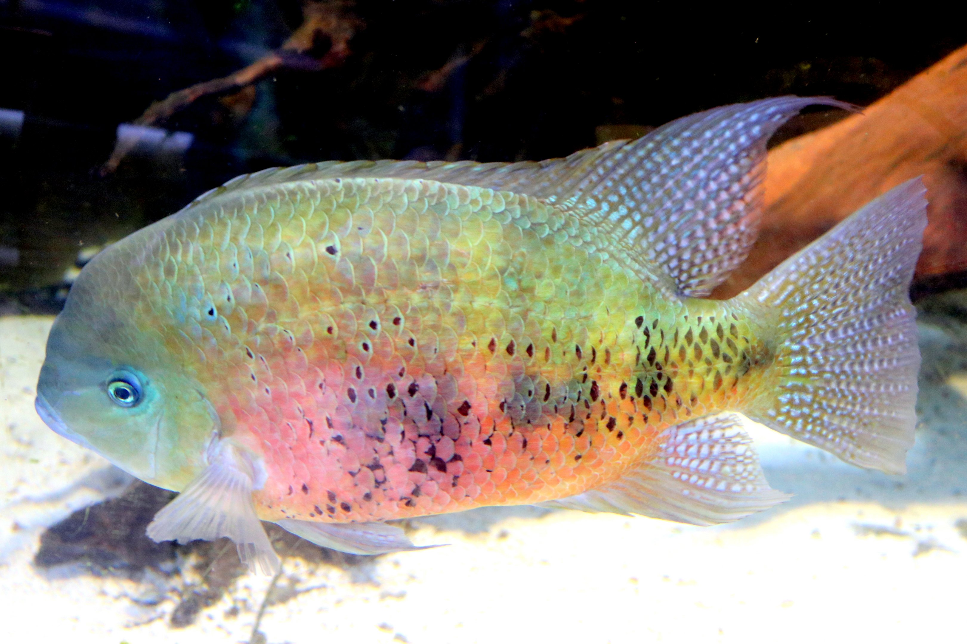 Chisel-tooth cichlid; Bristol Aquarium; 24th July 2021