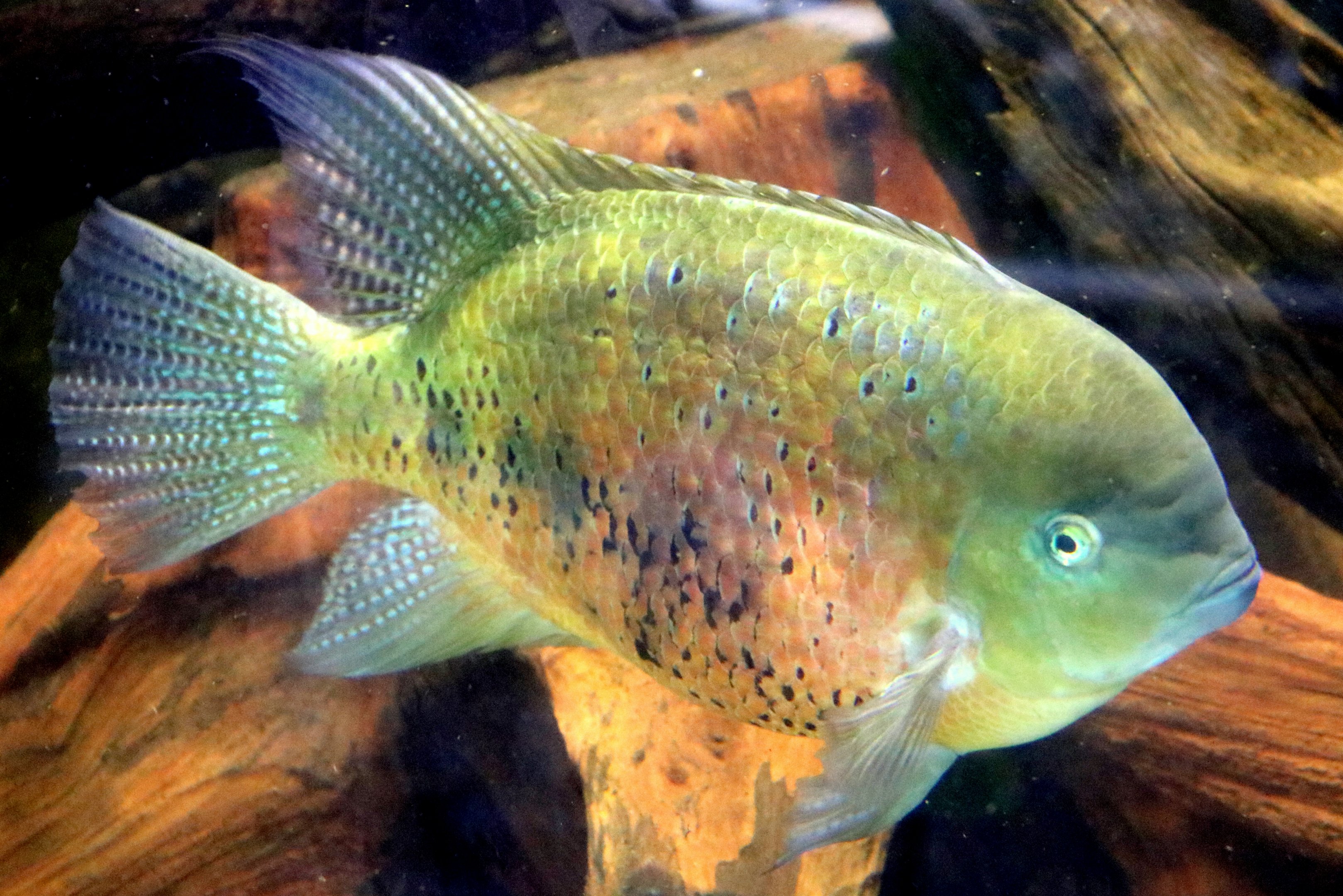 Chisel-tooth cichlid; Bristol Aquarium; 24th July 2021