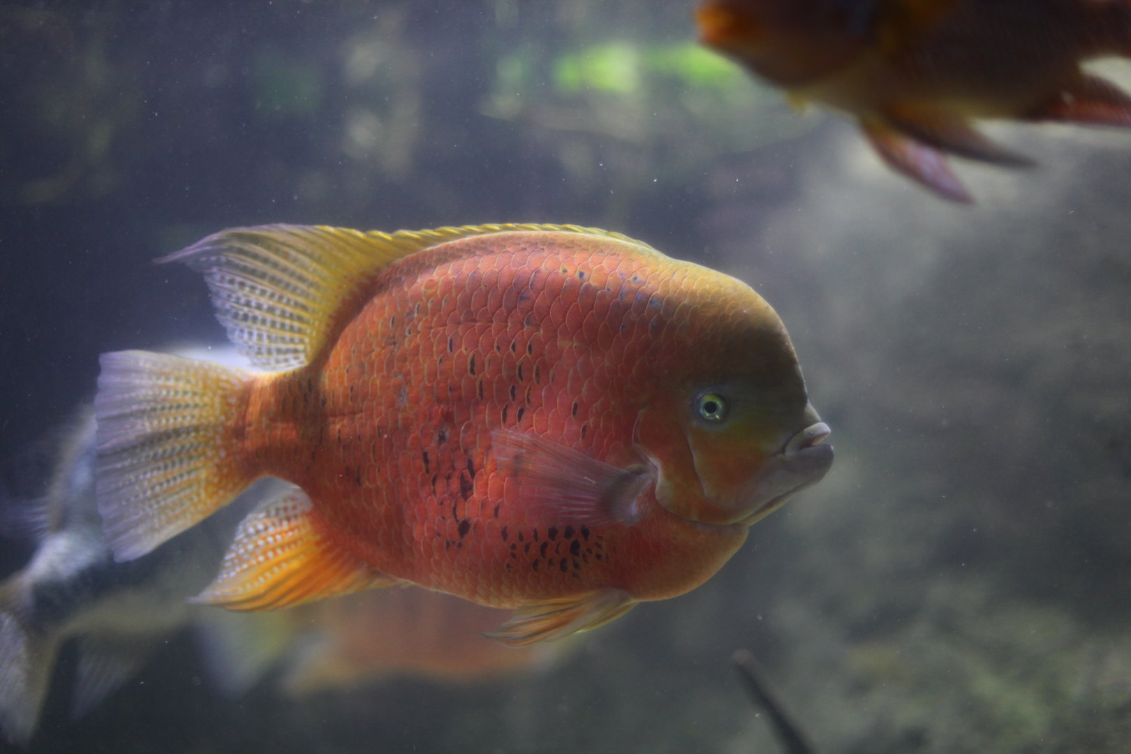 Chisel-tooth cichlid (Cincelichthys bocourti)