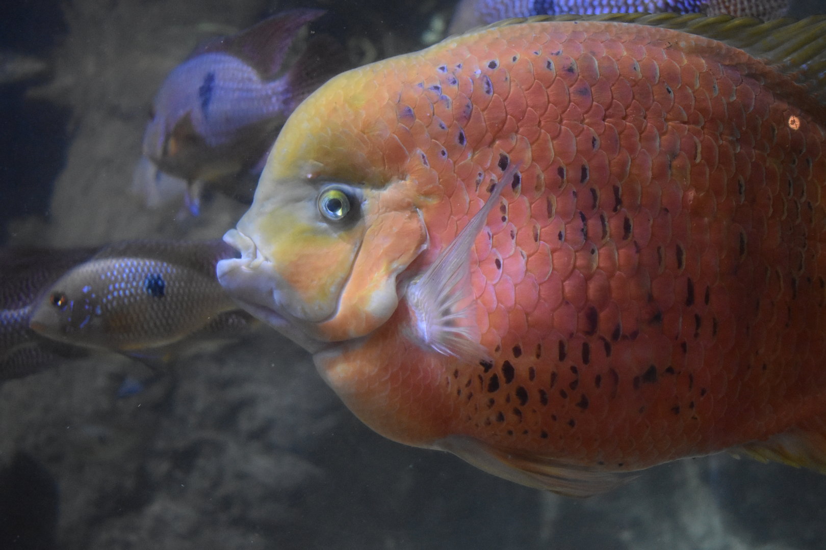 Chisel Tooth Cichlid