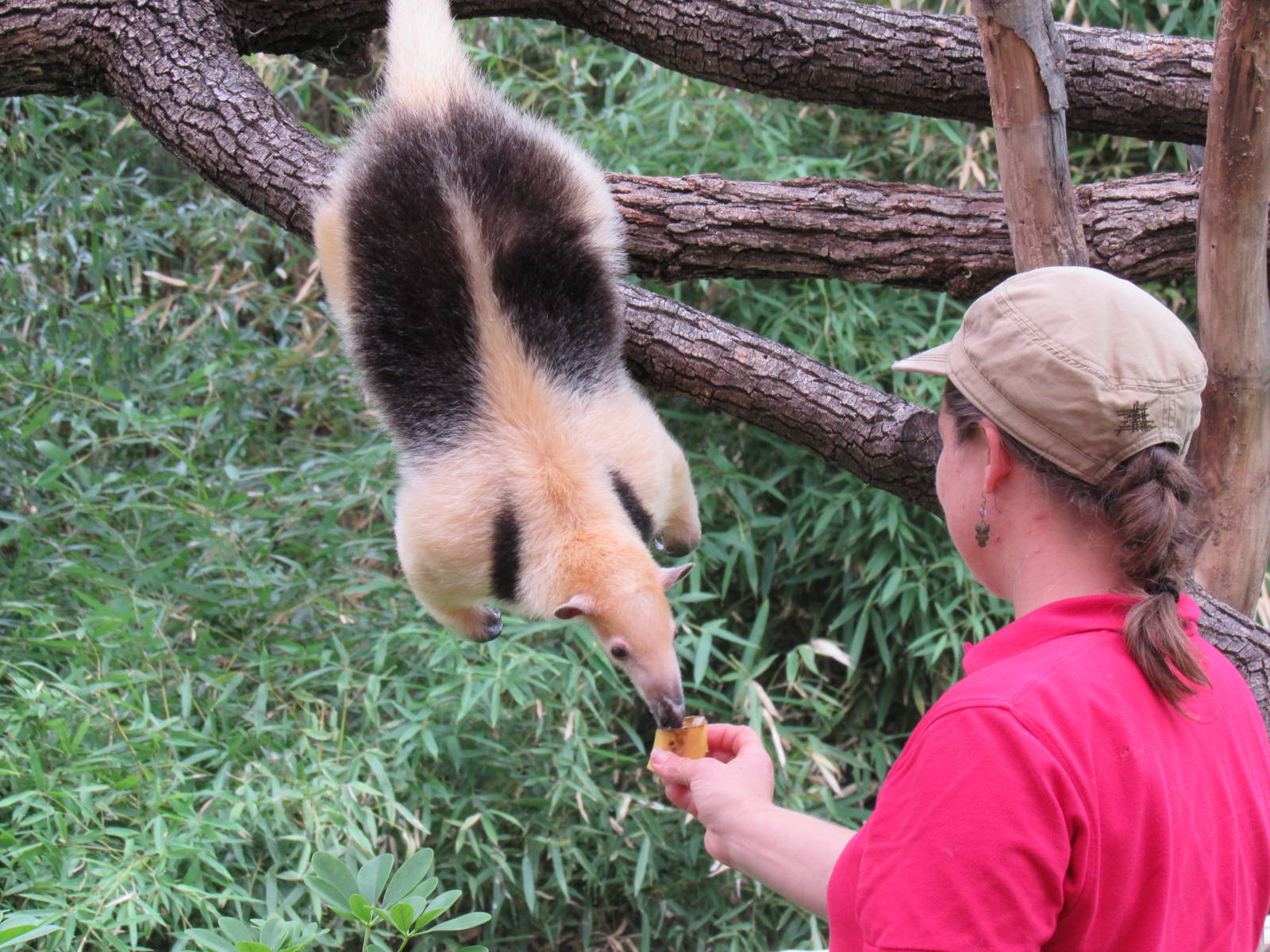 Chispa showing off her prehensile tail