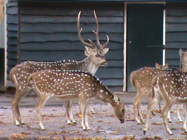 Chital 061110