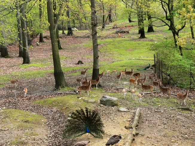 Chital and barasingha