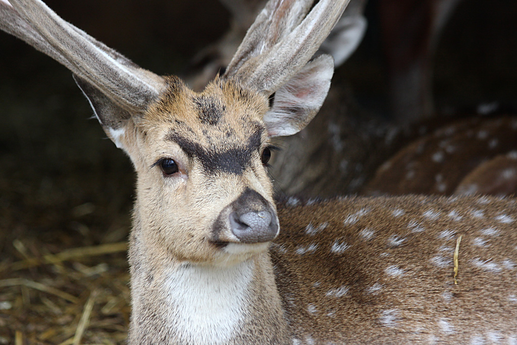 Chital at Knowsley Safari Park