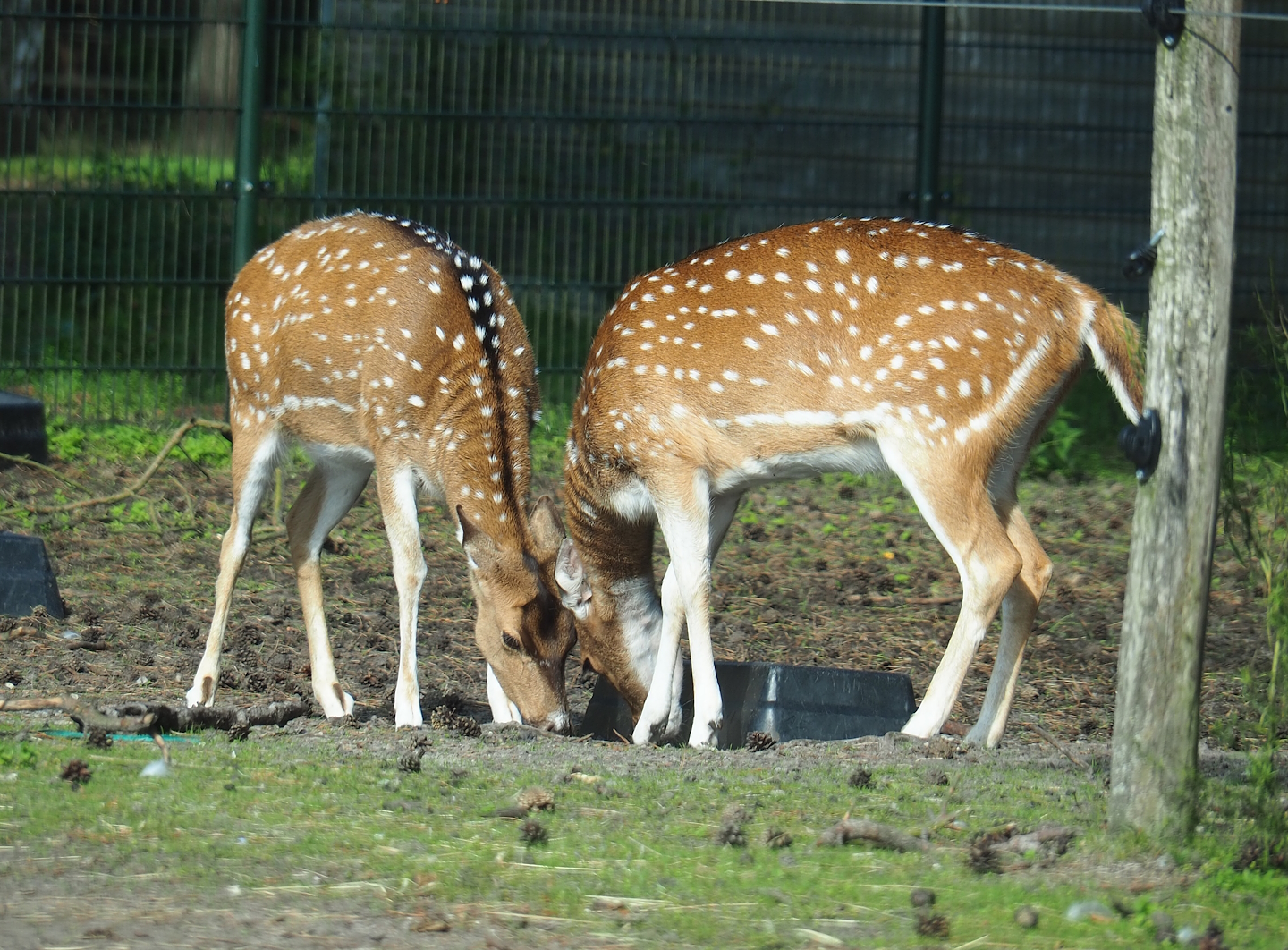 Chital (Axis axis), 2023-08-15