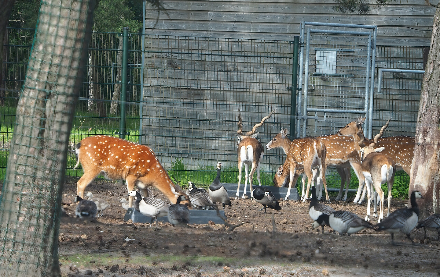 Chital (Axis axis), Blackbuck (Antilope cervicapra) and Vietnamese sika deer Cervus hortulorum pseudaxis), 2022-06-12