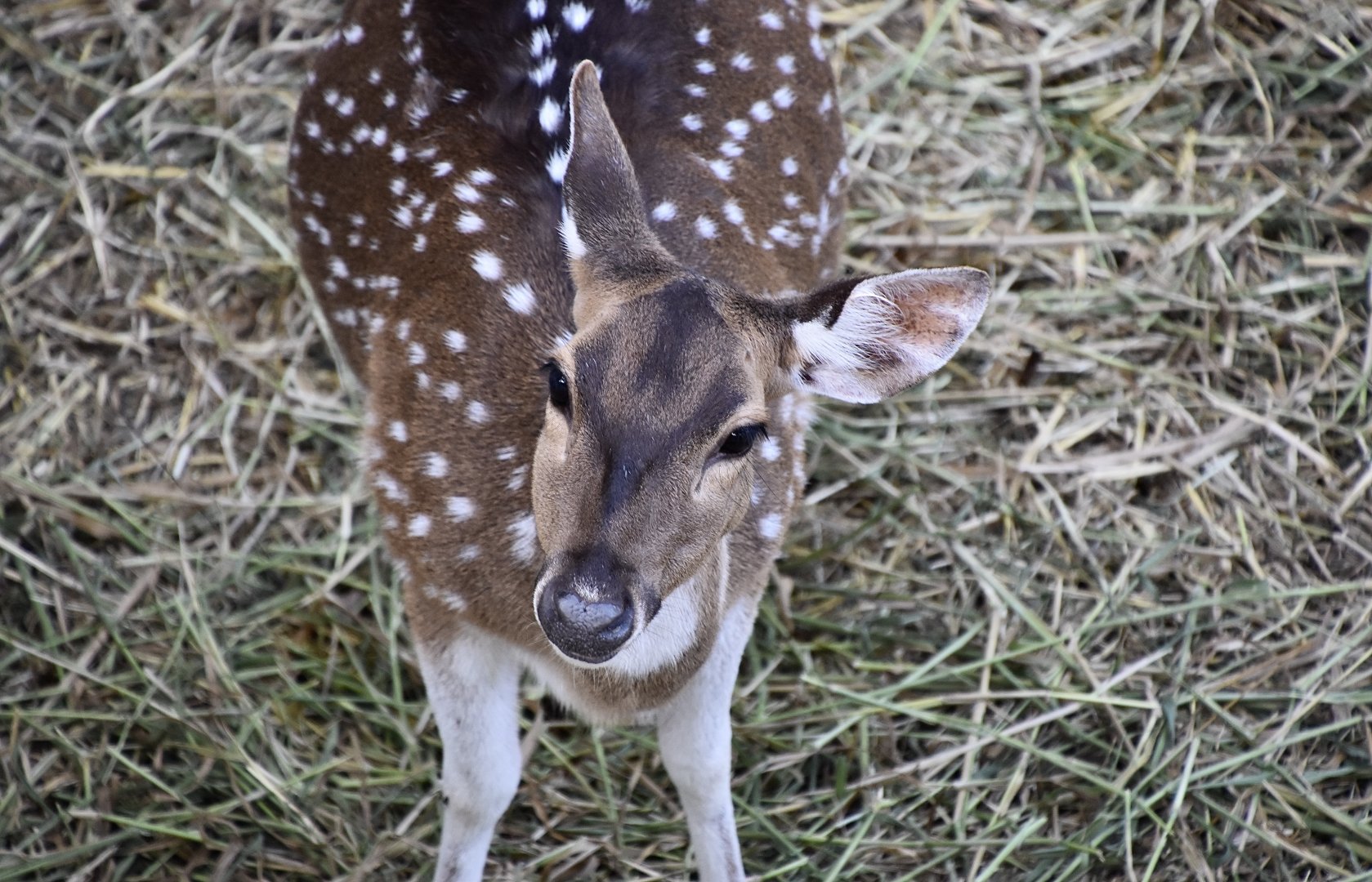 Chital (Axis axis) female