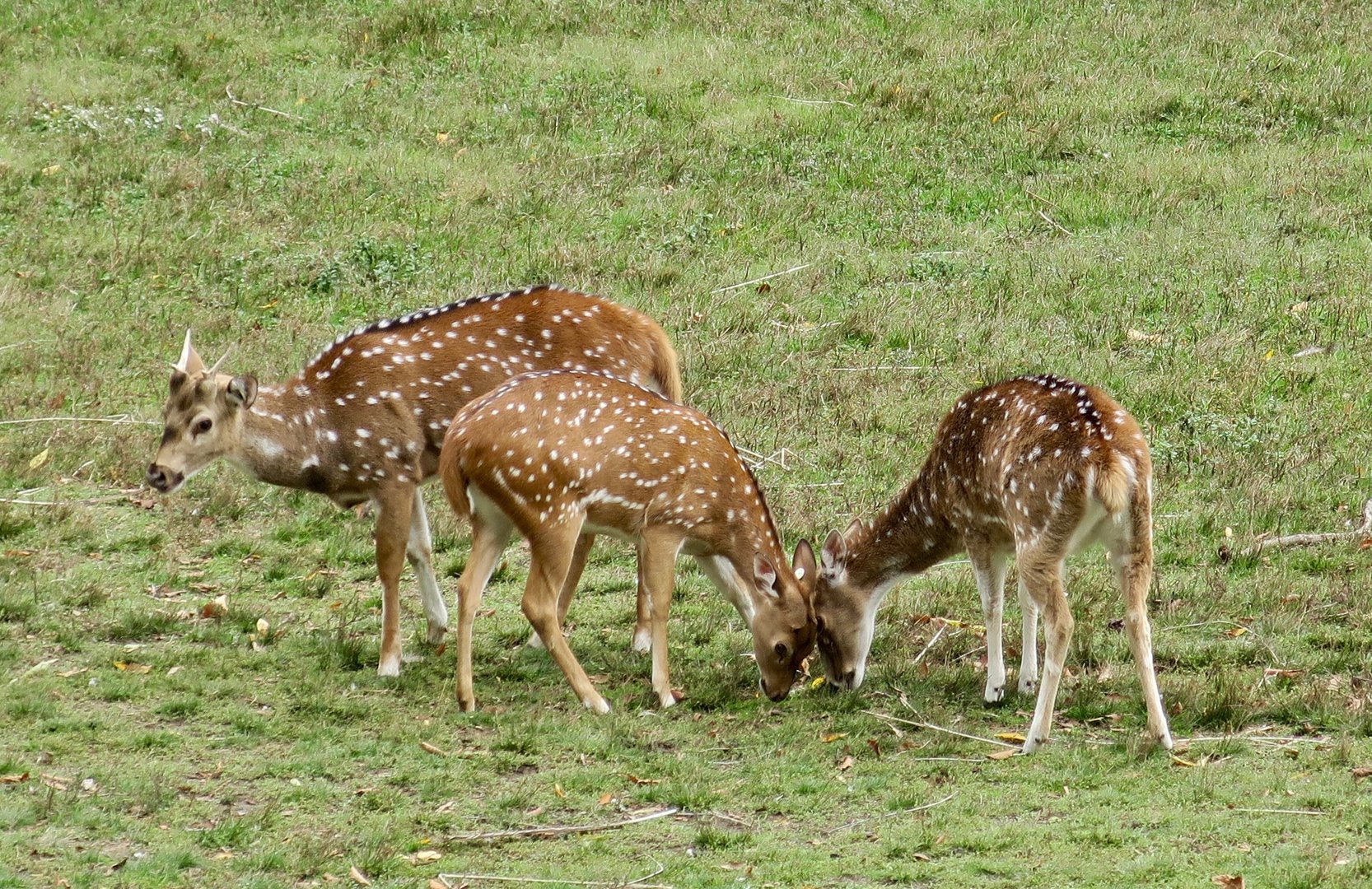 Chital (Axis axis)