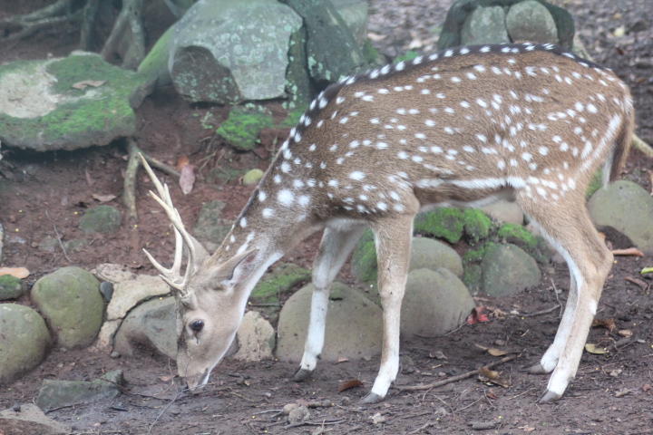Chital (Axis axis)