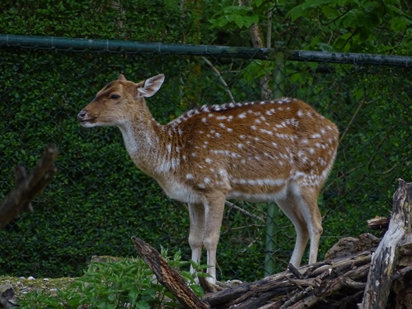 Chital (Axis axis)