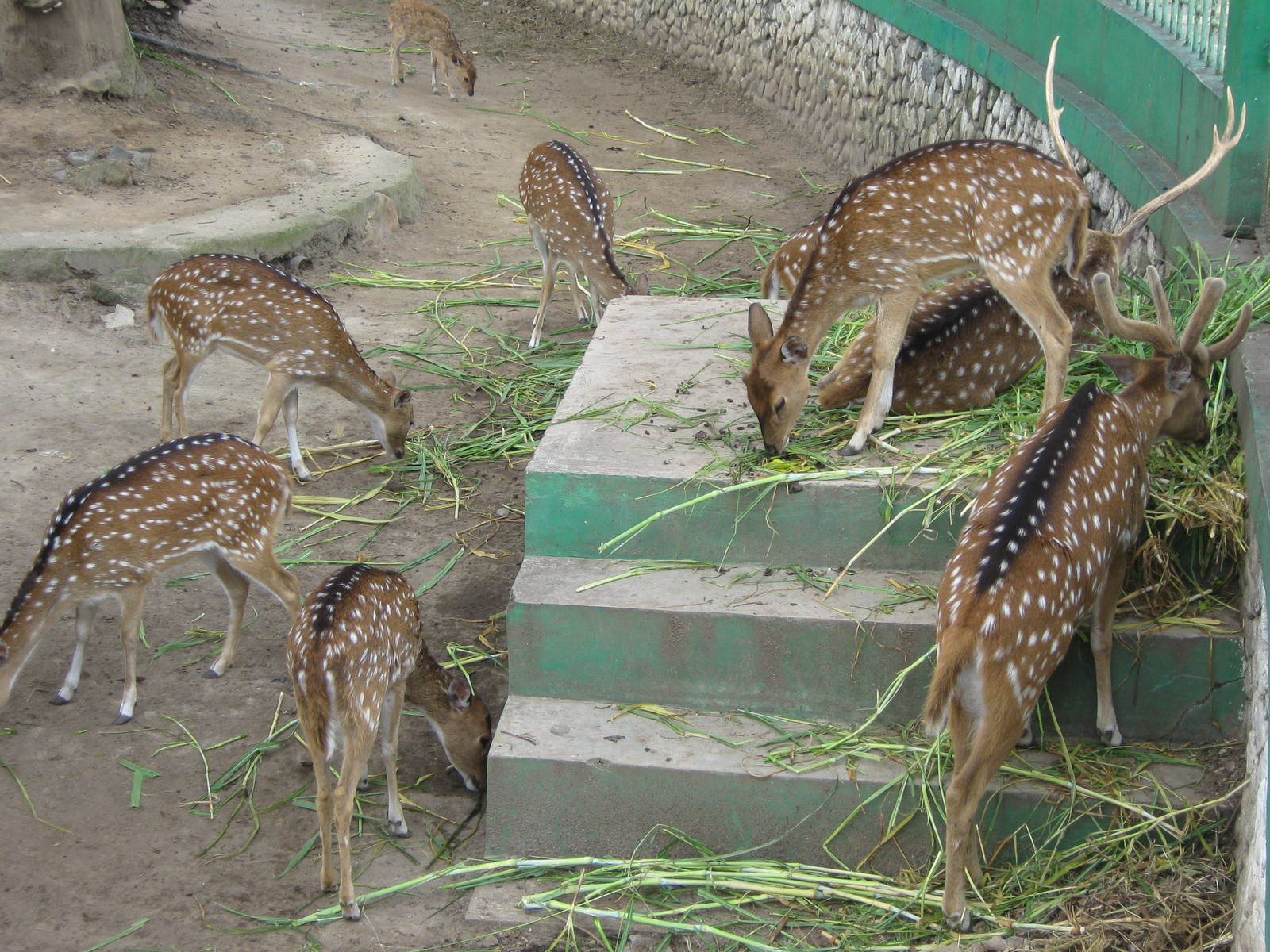chital (Axis axis)