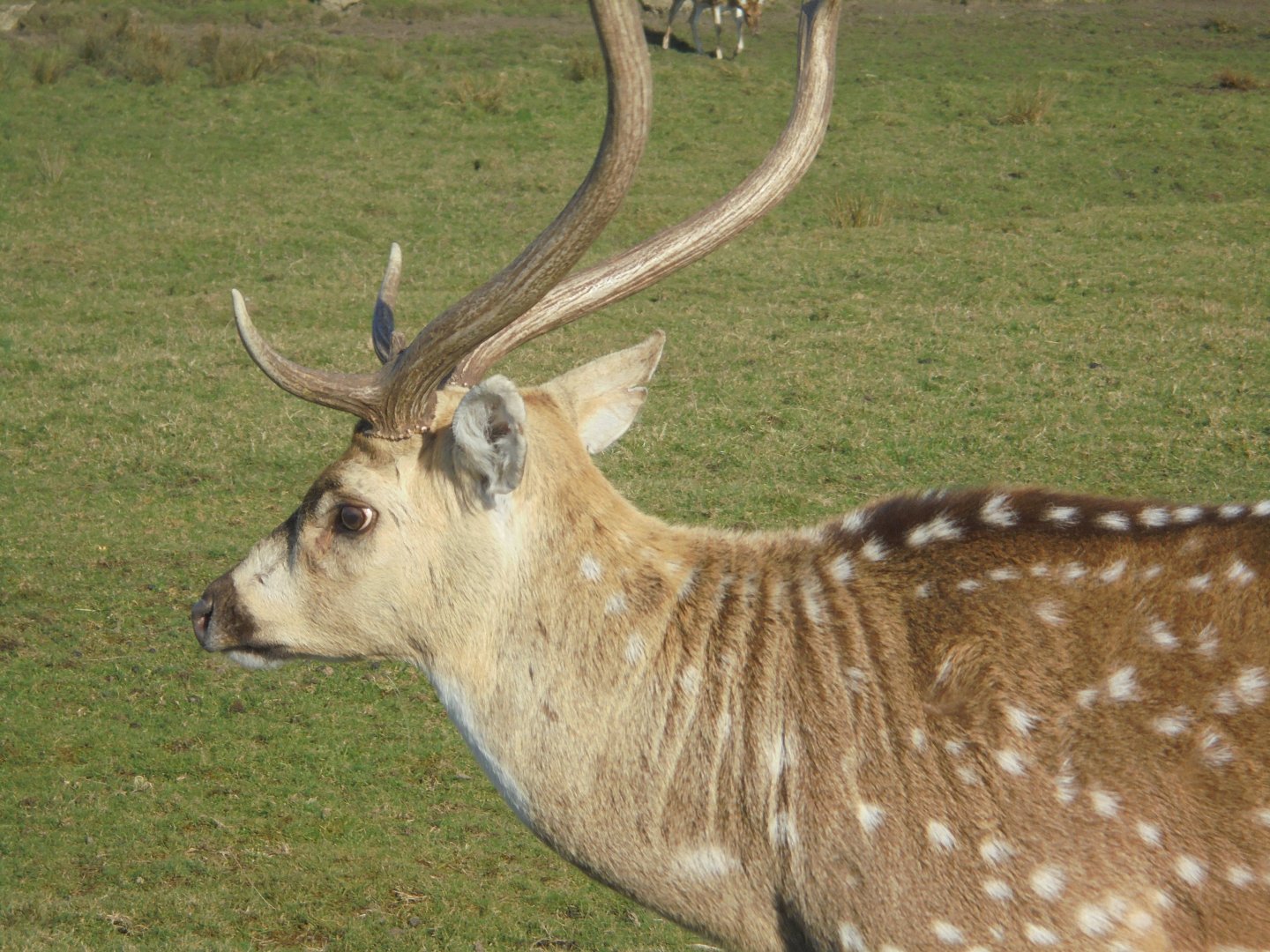 Chital/Axis Deer stag.