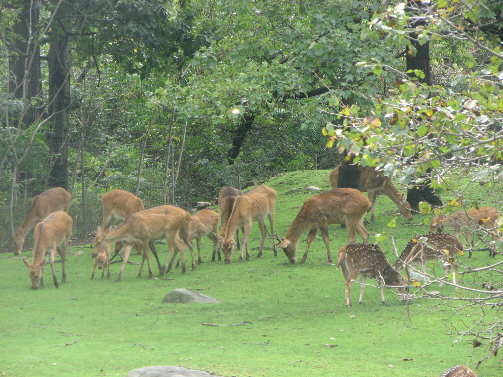 Chital & Barasingha 2011