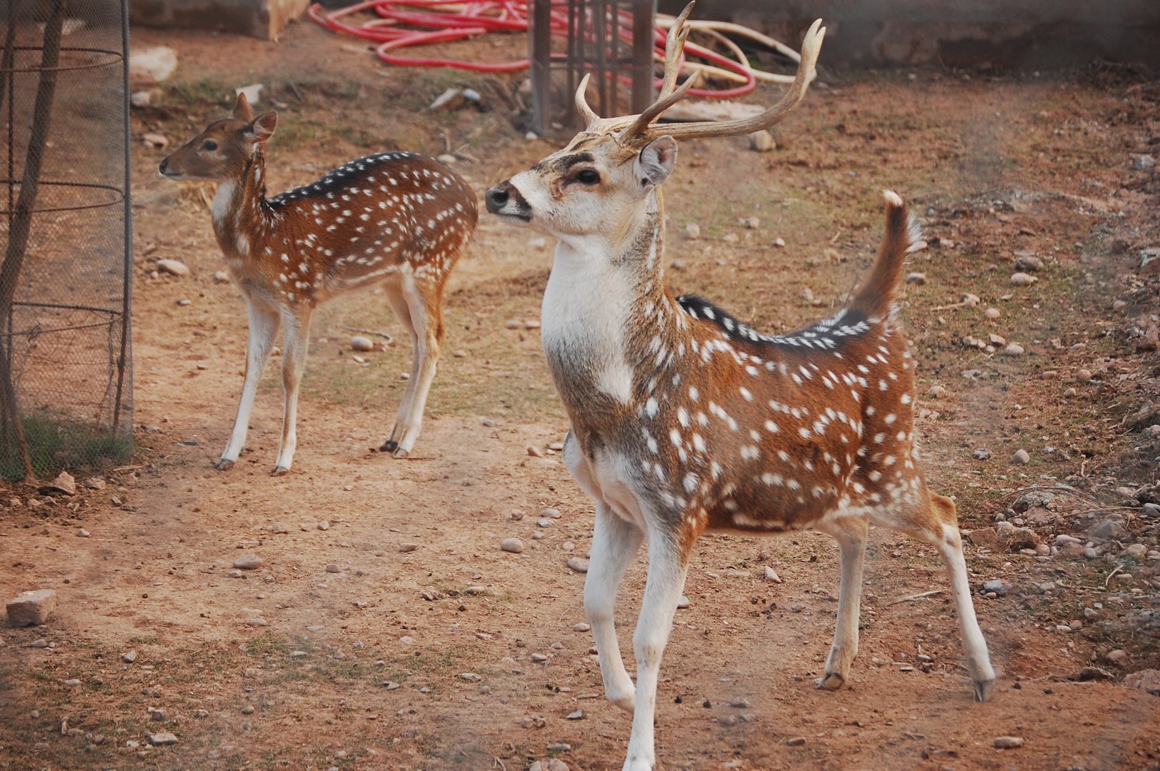 Chital buck displaying - Peshawar zoo 12/14/2019