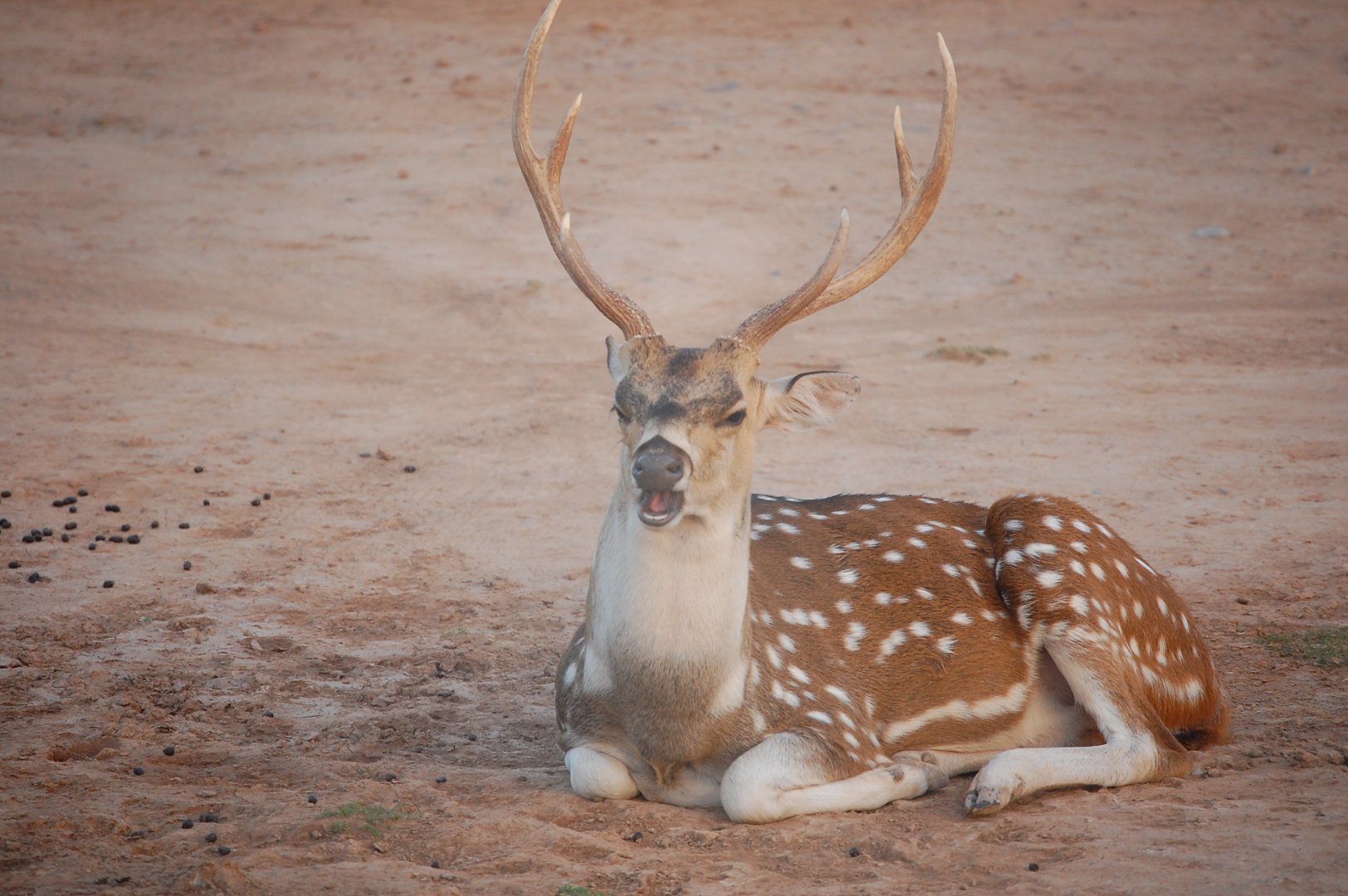 Chital buck - Peshawar Zoo 20/10/2018