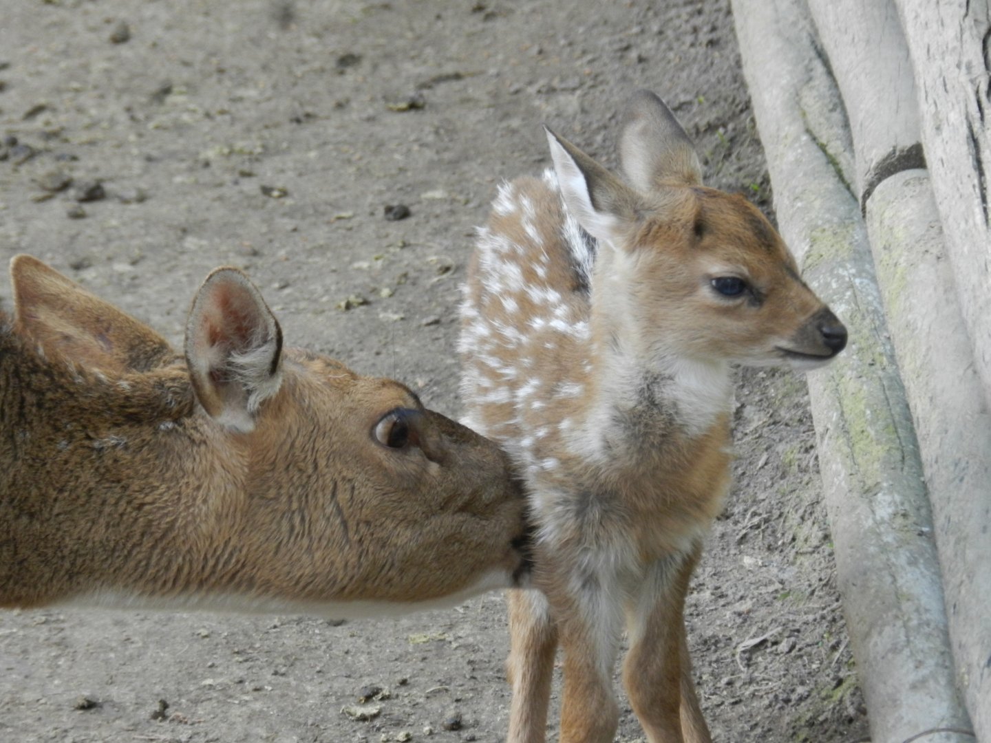 Chital - Buin zoo