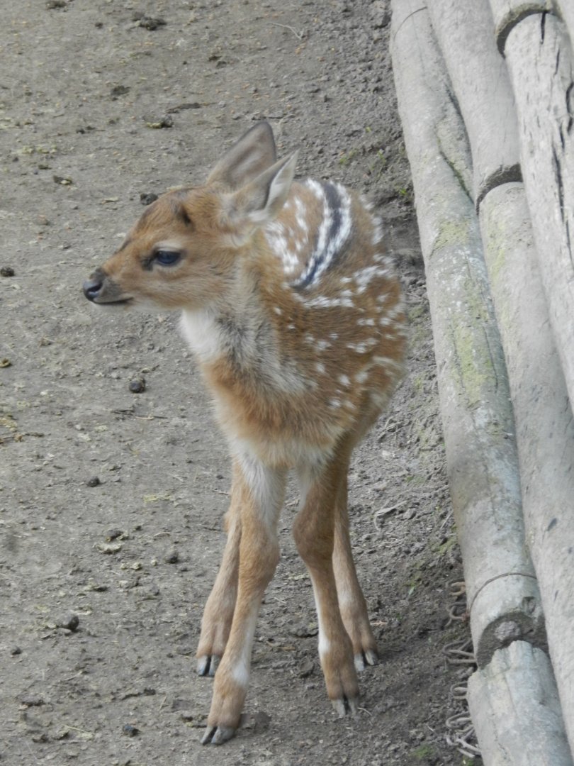 Chital - Buin zoo