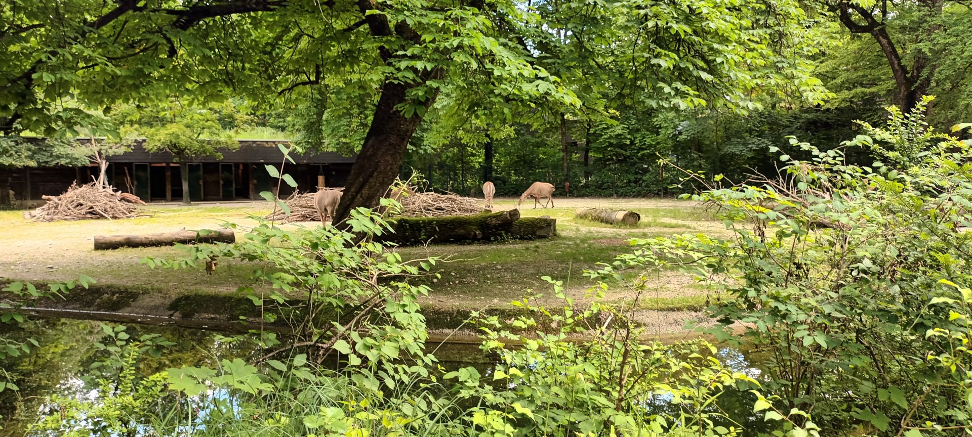 Chital Deer and Nilgai Enclosure