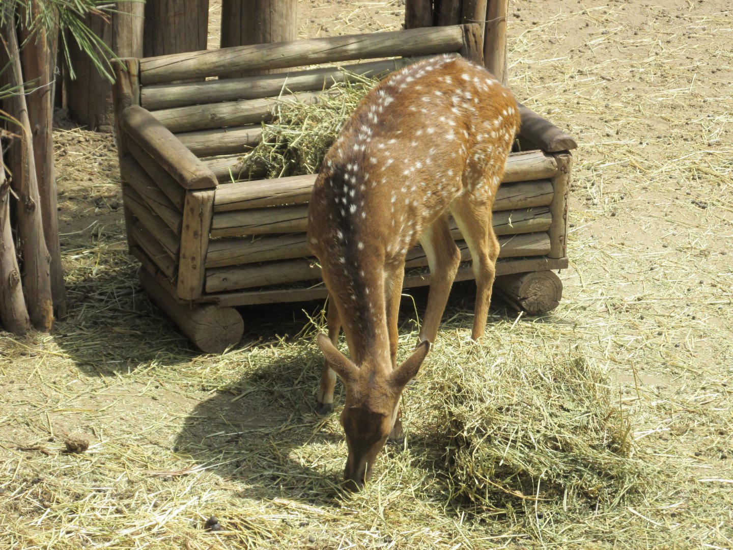 chital deer buin zoo