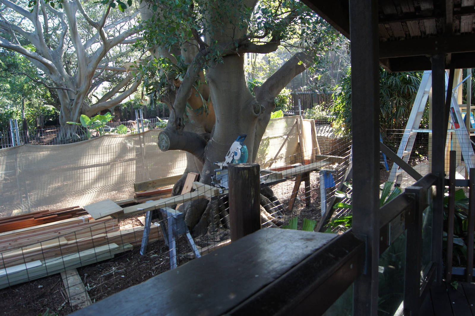 Chital deer exhibit additions