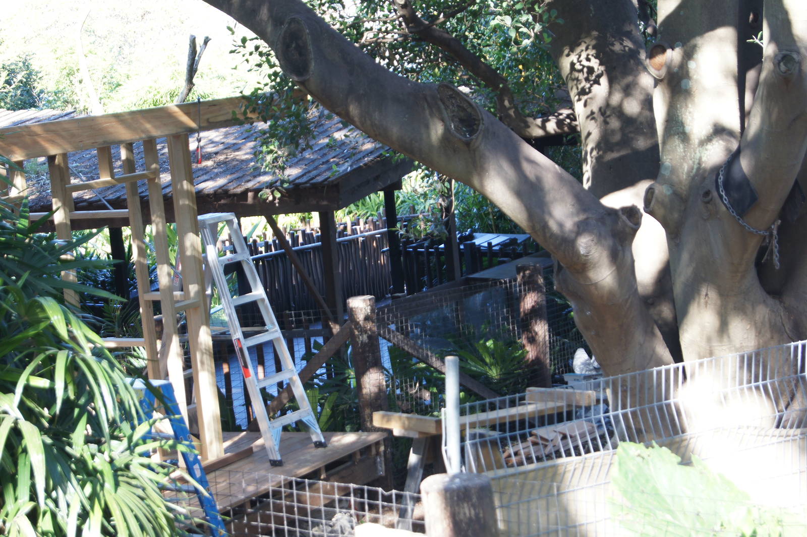 Chital deer exhibit additions