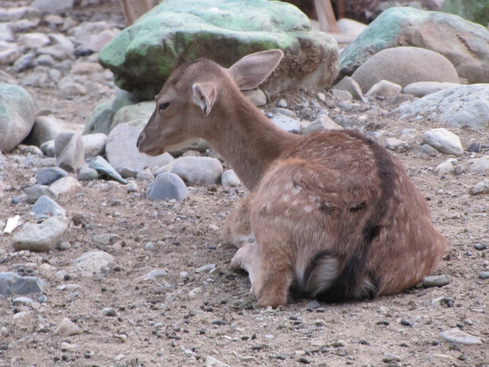 chital deer (tehran zoo)
