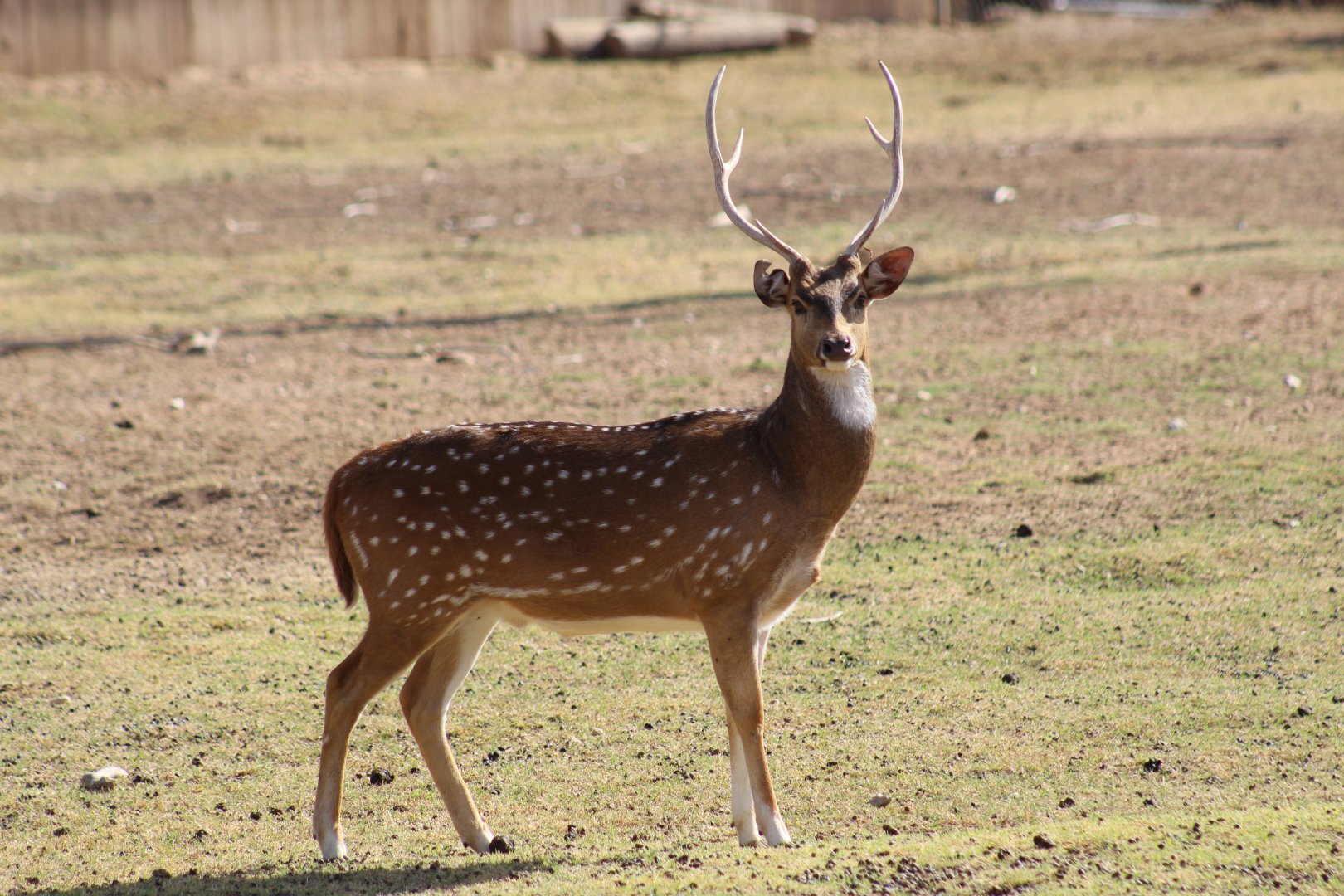 Chital Deer