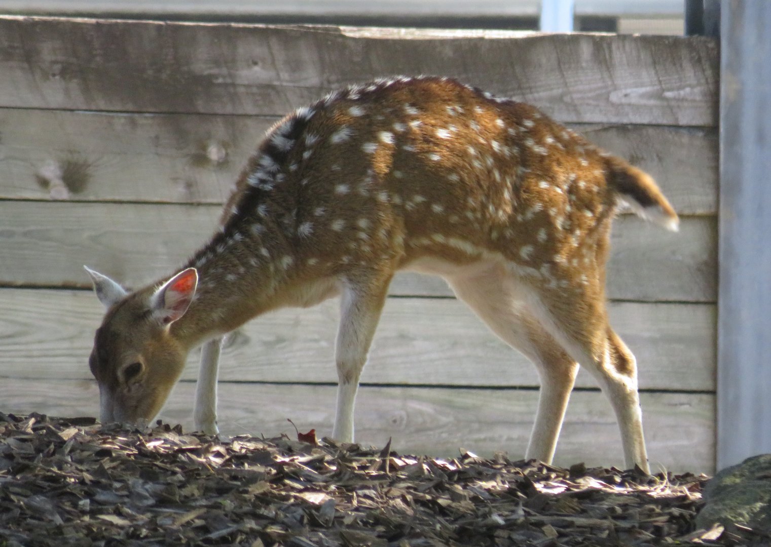 Chital deer