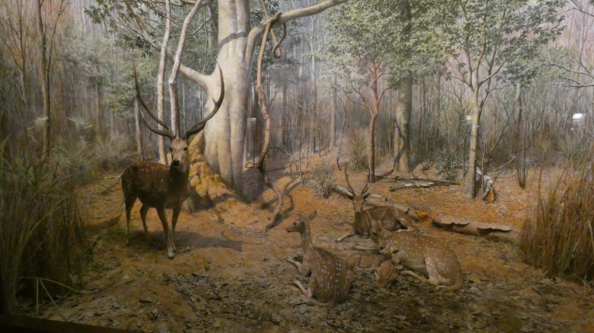 Chital, Hall of Asian Mammals - Feb. 2022