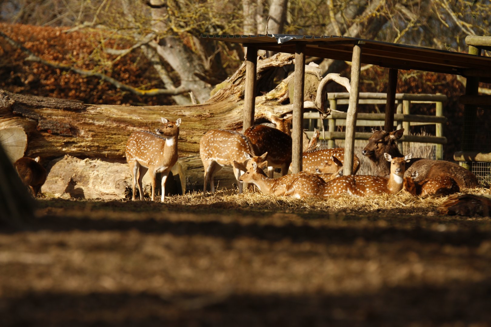 Chital, hog deer and nilgai