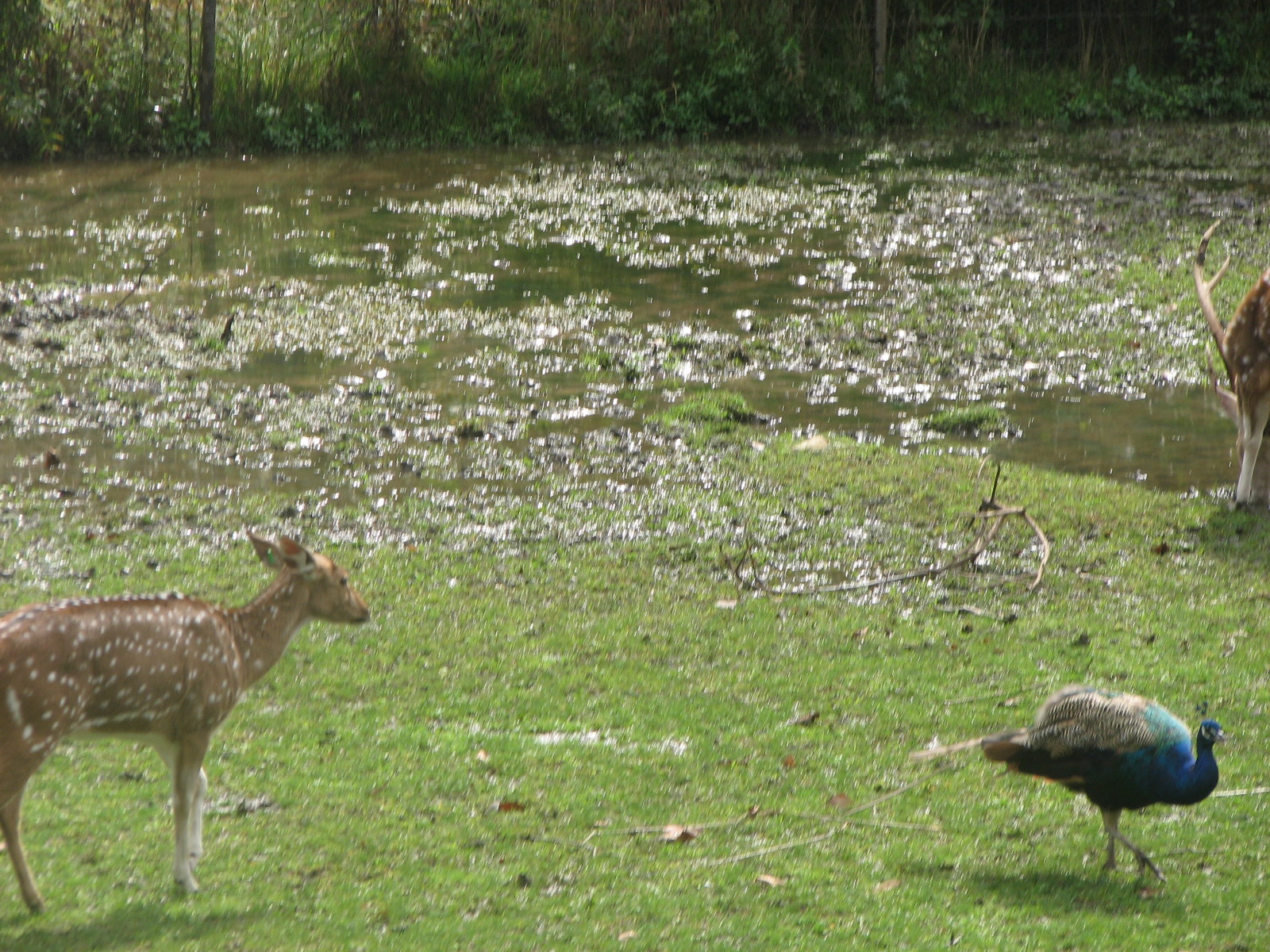 Chital & Indian Peafowl 2011