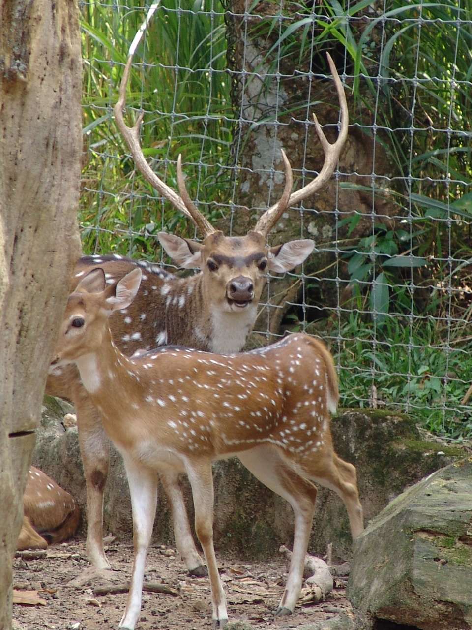 Chital or Axis Deer (Axis axis)
