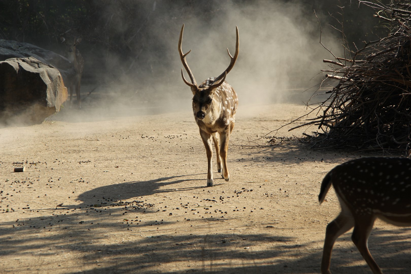 chital or axis deer (Axis axis)