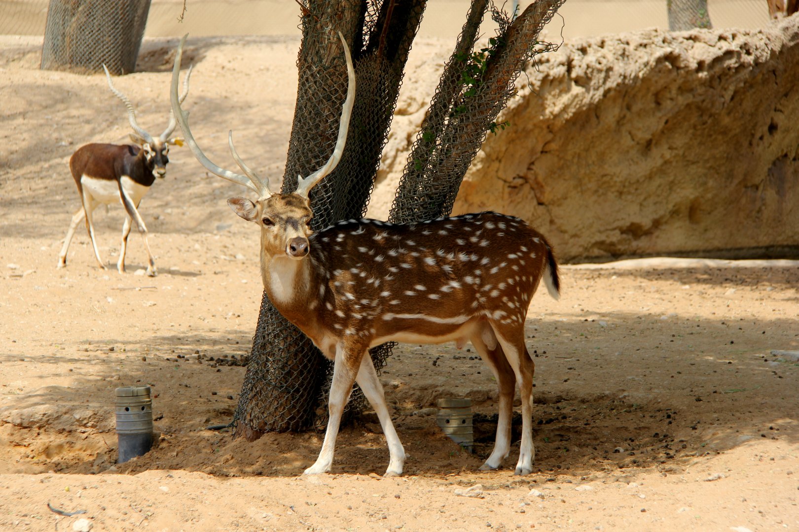 chital or axis deer (Axis axis)