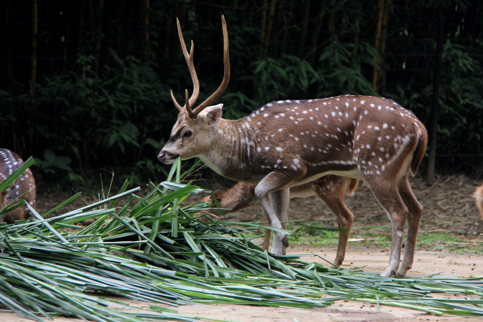 chital or cheetal (Axis axis)