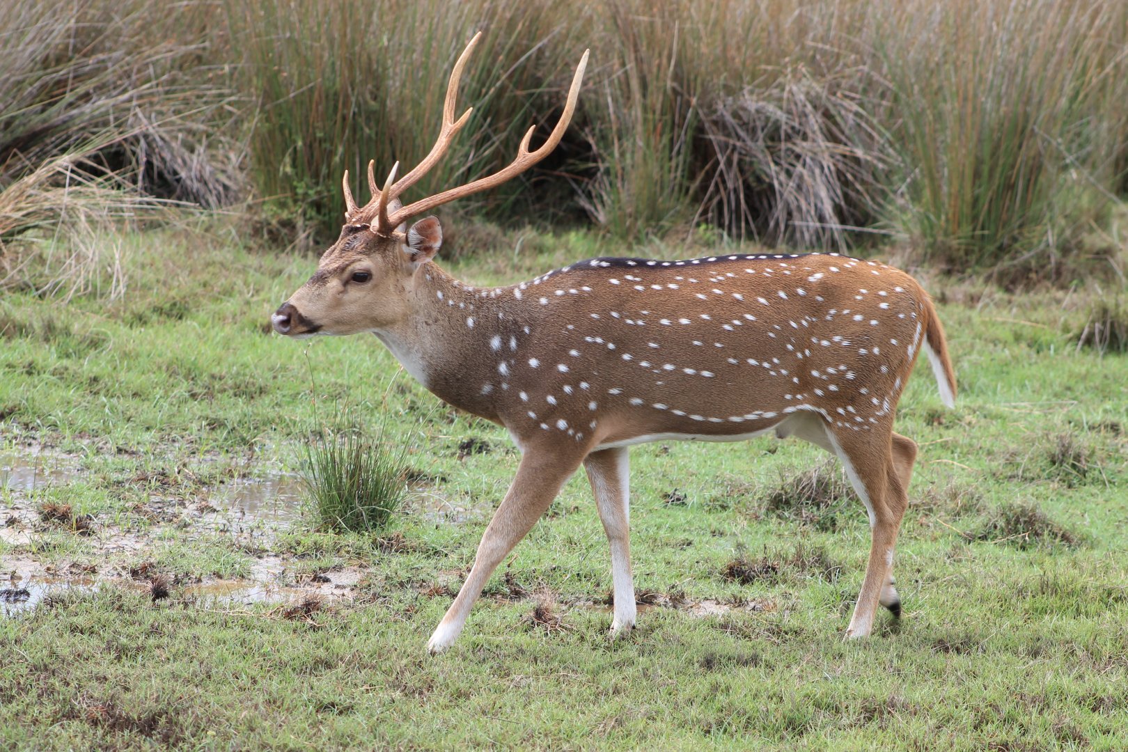 Chital or Spotted Deer (Axis axis ceylonensis)