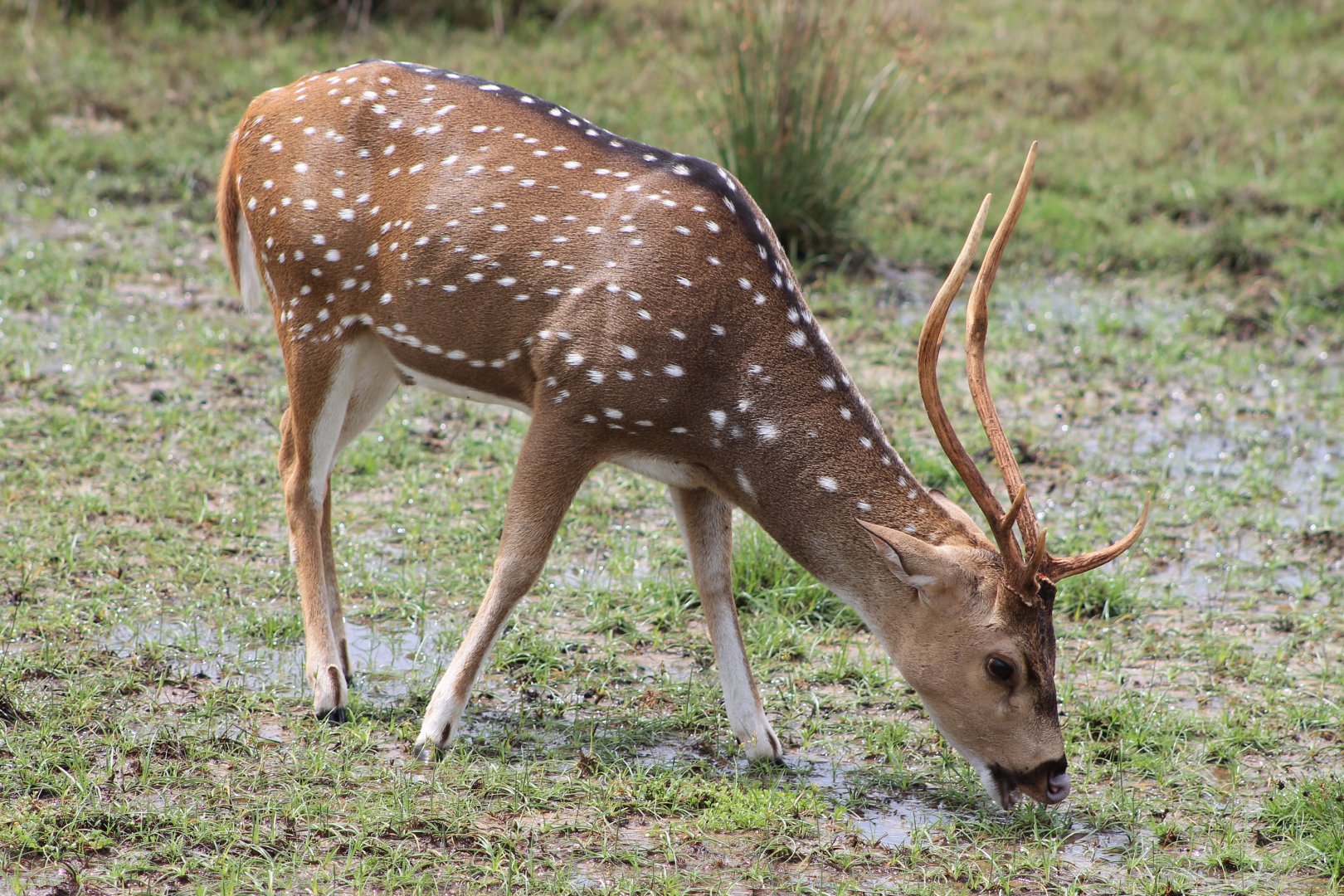 Chital or Spotted Deer (Axis axis ceylonensis)