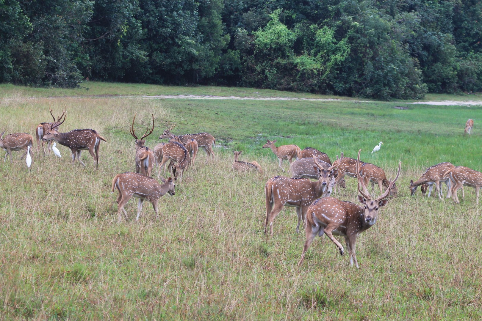 Chital or Spotted Deer (Axis axis ceylonensis)