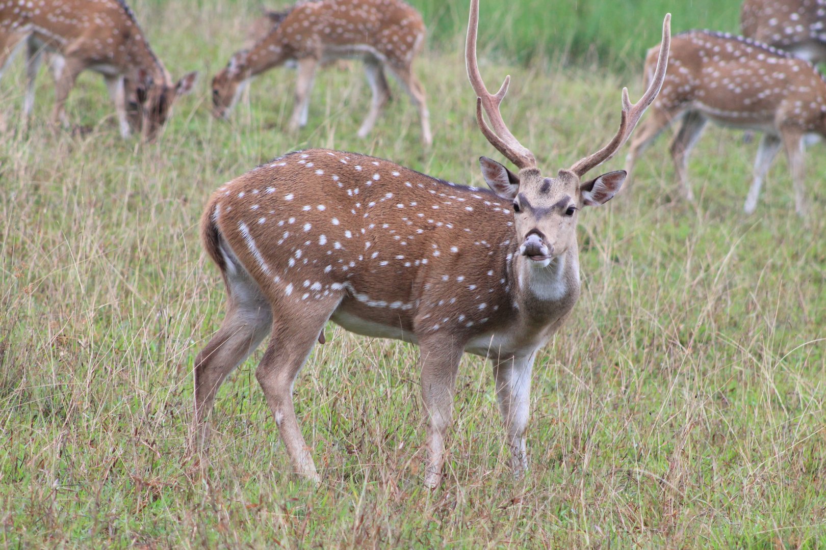 Chital or Spotted Deer (Axis axis ceylonensis)