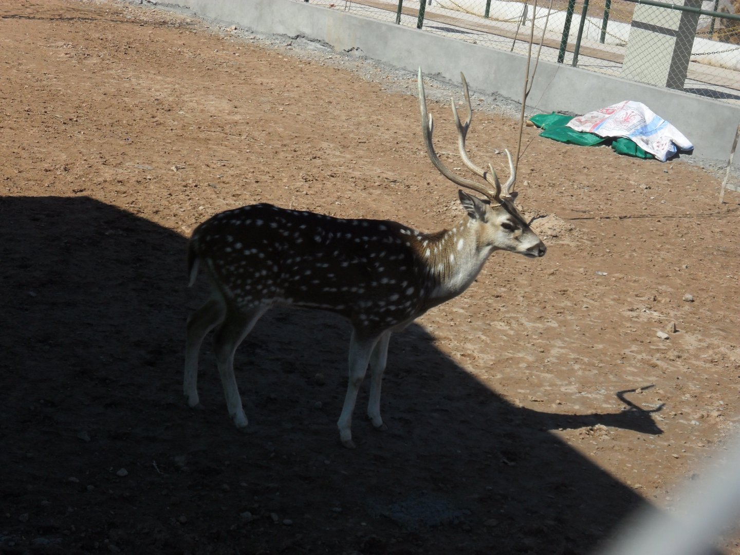 Chital - Peshawar zoo 17/2/2018