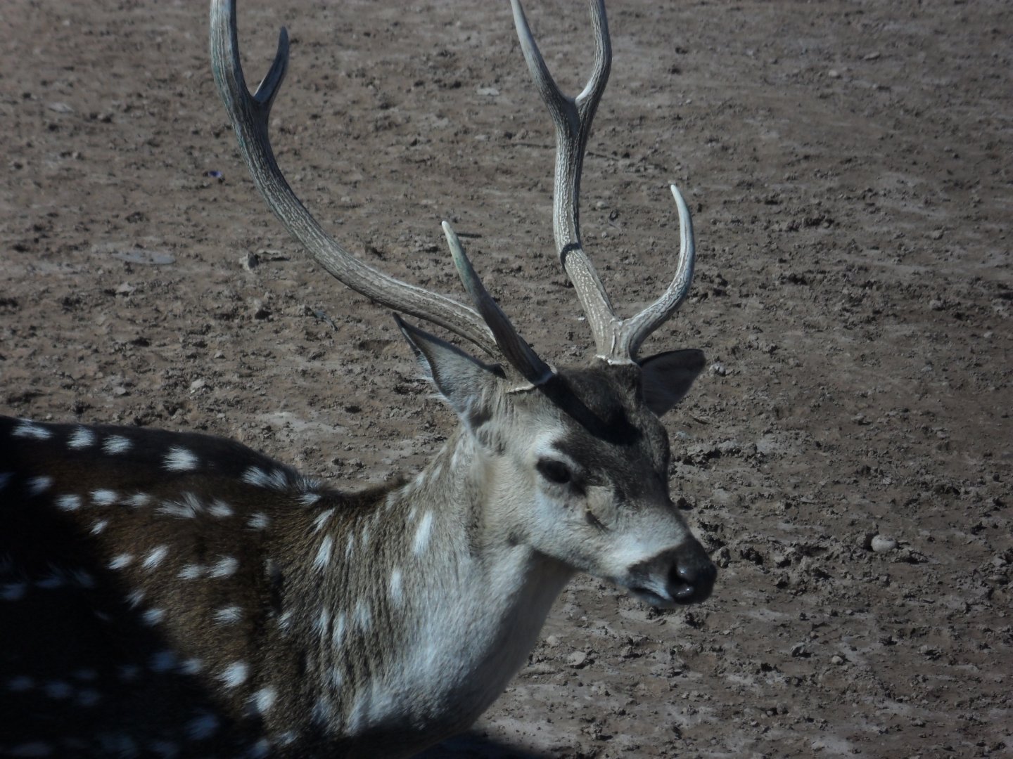 Chital - Peshawar zoo 17/2/2018