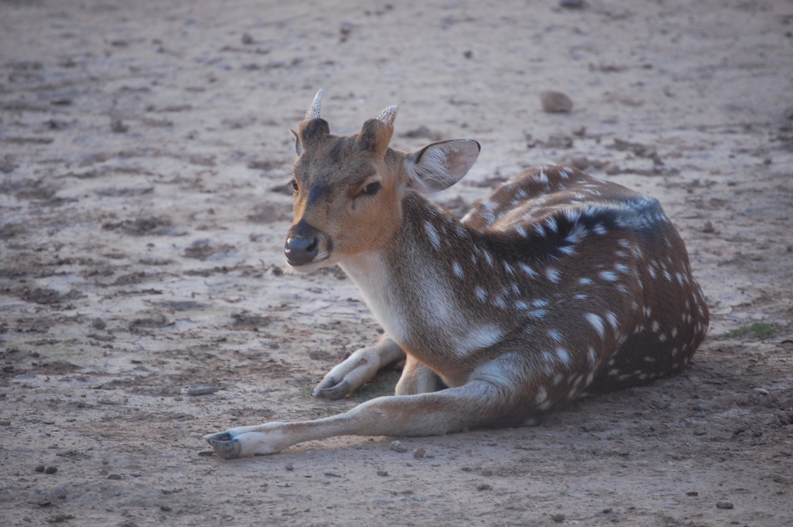 Chital - Peshawar Zoo 20/10/2018